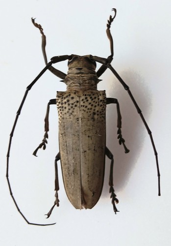 Apriona rixator longhorn - rixator,