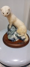 Stoat In Ermine Taxidermy