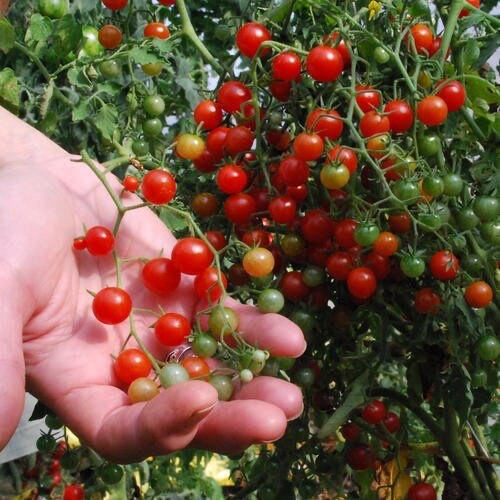 Tomato currant red - tomato, –