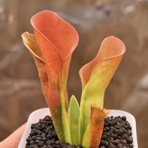 Heliamphora exappendiculata - heliamphora,