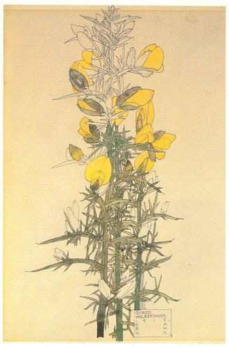 Gorse walberswick charles - gorse,,