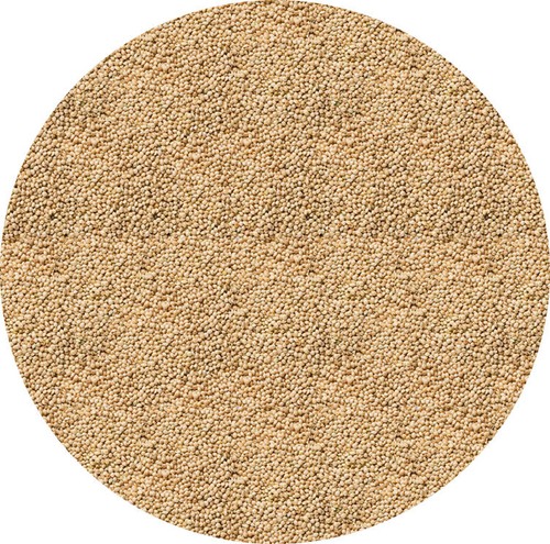 Panicum millet 5kg seed - millet, 1.5kg