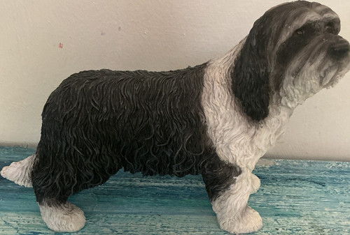 Bearded collie dog - bearded,