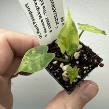 Alocasia Stingray Variegata - very rare variegated aroid plant 11ASR03