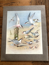 1900s large cromolithograph of