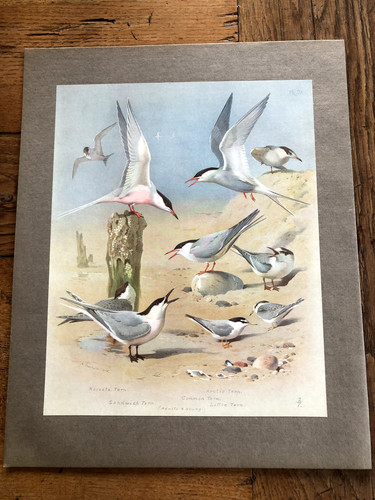 1900s large cromolithograph - , of