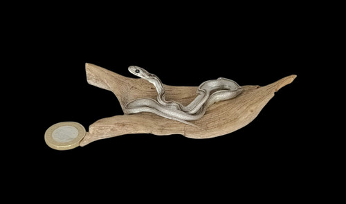 Taxidermy tiny four lined - taxidermy,