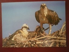 POSTCARD E3-13 ANIMALS OSPREY