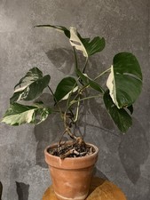 Monstera Delisciosa Half Moon