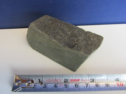 Old fossil fossilised - fossil,