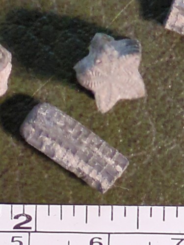 Fossil crinoid stems - fossil,