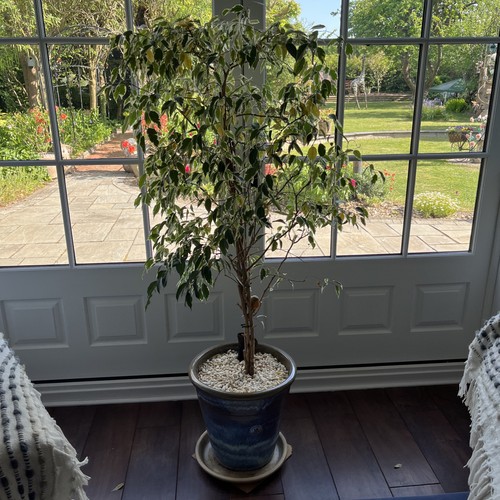 Weeping fig houseplant - weeping,