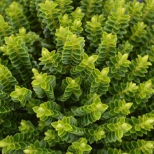 Hebe Nana 1 x 1L plant