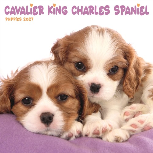 Cavalier king charles spaniel - charles,