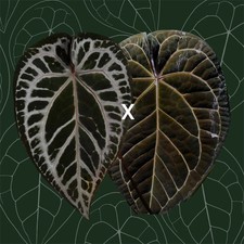 Anthurium Pink lemonade x