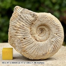 Perisphinctes crassus Fossil