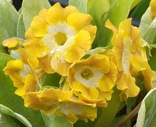 Primula auricula 'Sunflower' -