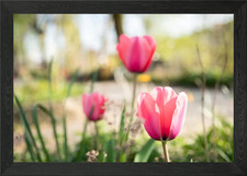 Magic Tulip Framed Wall Art