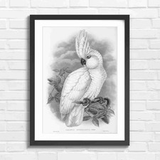 Cockatoo Art White Bird