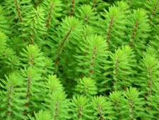 Pond oxygenating plants water - oxygenating,