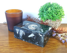 Rectangular  Goniatite