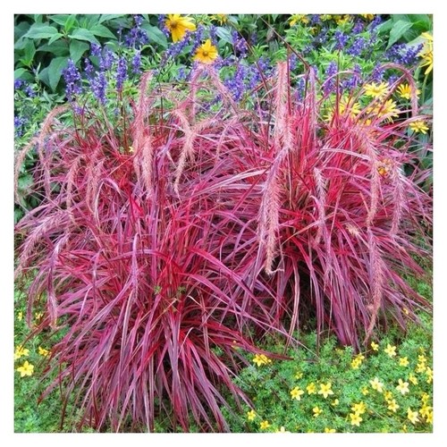 Pennisetum fireworks - pennisetum, ‘fireworks’