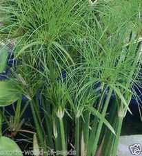 CYPERUS PAPYRUS UMBRELLA PLANT  EGYPTIAN SEEDS - INDOOR OR POND PLANT