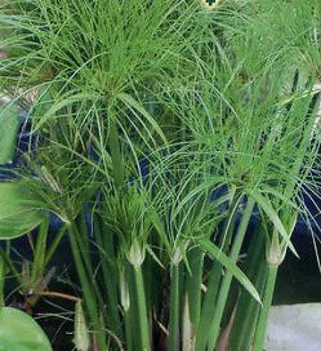 Cyperus papyrus umbrella plant - cyperus,