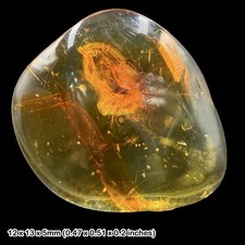 Baltic Amber Fossil Leafhopper