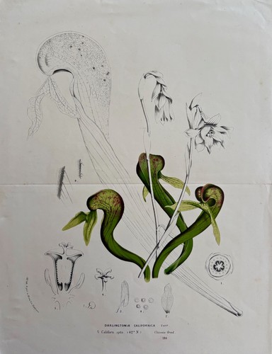Original darlingtonia - original,