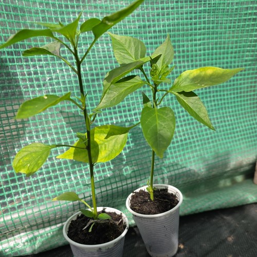Indian bangladeshi long green - indian,
