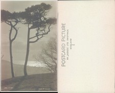 Trees overlooking sea