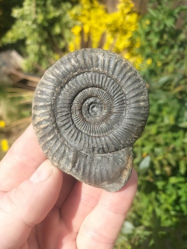 Dactylioceras ammonite - dactylioceras,