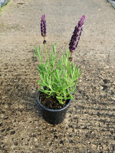 French lavenders 9cm pots - lavenders,