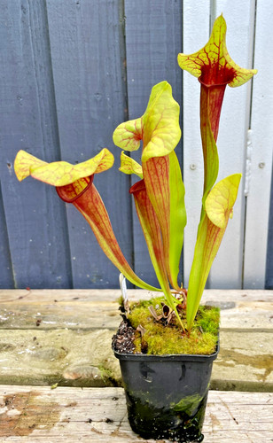 Sarracenia mieke hybrid 2x - sarracenia, 'mieke'