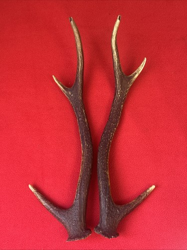 Pair sika deer antlers - sika,