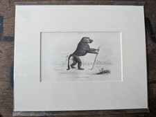 1835 Jardine Antique Monkey
