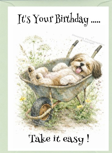 Shih tzu dog birthday card - birthday,