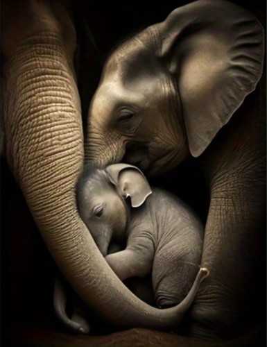 Elephant family animal - family,