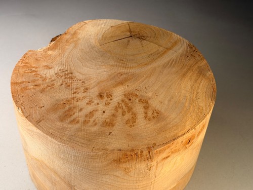 Very large burr - burr, elm