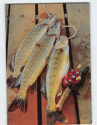 Postcard freshly caught fish - postcard,