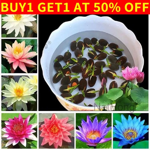 30x seeds lotus mix flower - lotus,