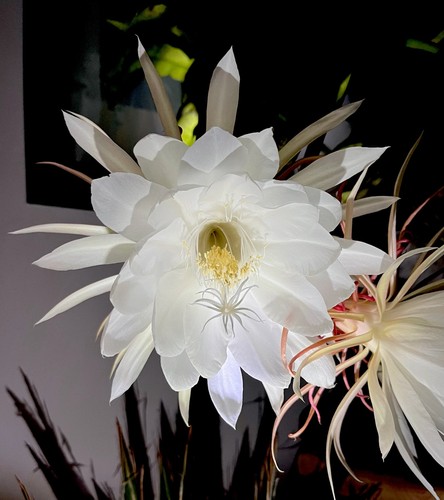 Epiphyllum oxypetalum kadupul - epiphyllum, (kadupul