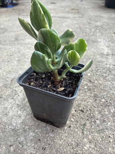 Crassula ovata verigated - crassula,