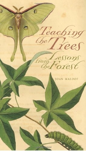 Teaching the trees lessons - teaching,