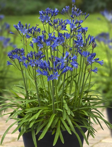 Agapanthus summer love blue - agapanthus,
