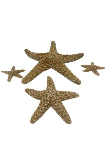 Natural dried starfish - natural,