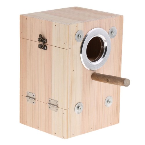 Nesting breeding parrot - nesting,