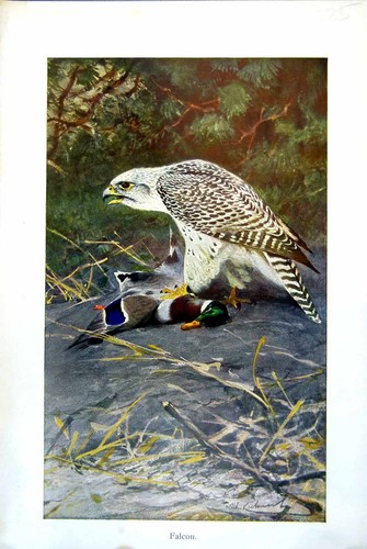 Antique print falcon - antique,