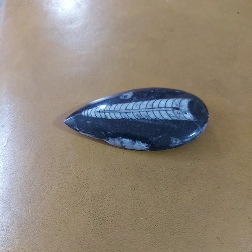 Orthoceras large 8cm long - orthoceras,